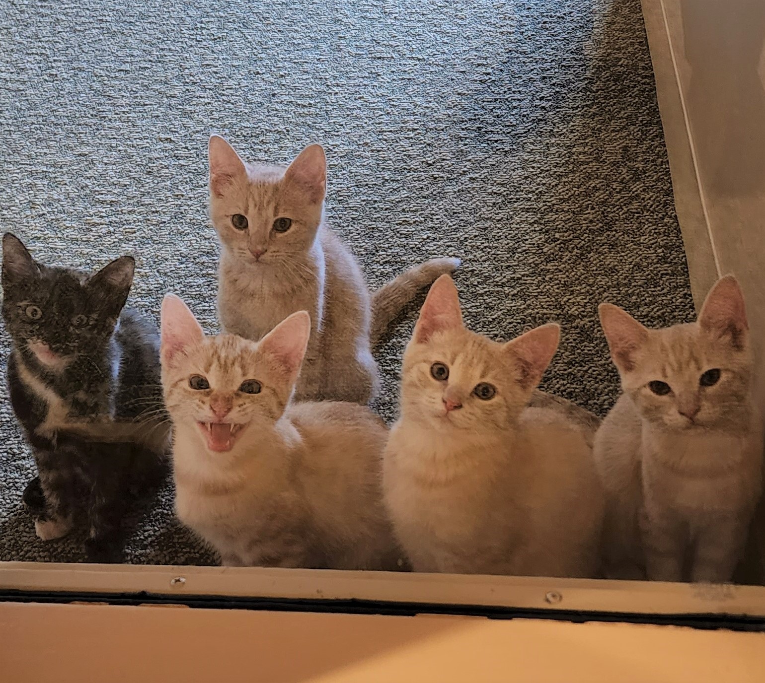 Foster Kittens at Foxdale Village