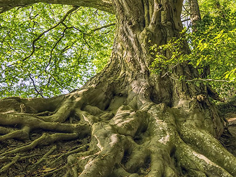 Oak tree roots